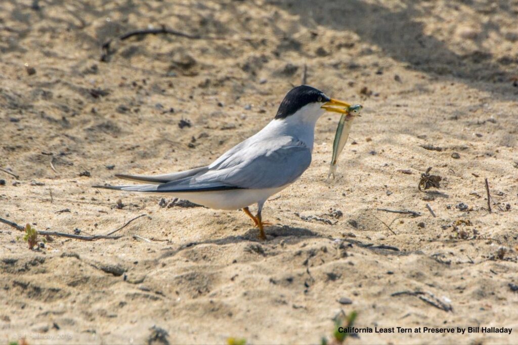 A California Least Tern perched on sandy ground, facing right, holding a small silver fish crosswise in its yellow bill. The small seabird features a sleek grey and white body, a distinct black cap on its head, and yellow legs. In the lower right corner, overlay text reads "California Least Tern at Preserve by Bill Halladay".