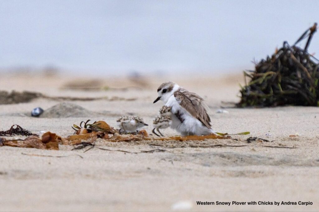 A close-up photograph of an adult Western Snowy Plover standing on a sandy beach alongside two small, fluffy chicks. One chick nestles closely under the adult's belly feathers, while the other walks near dried kelp on the sand. In the background, a small mound of dry kelp and debris sits on the open shore. In the lower right corner, overlay text reads "Western Snowy Plover with Chicks by Andrea Carpio".