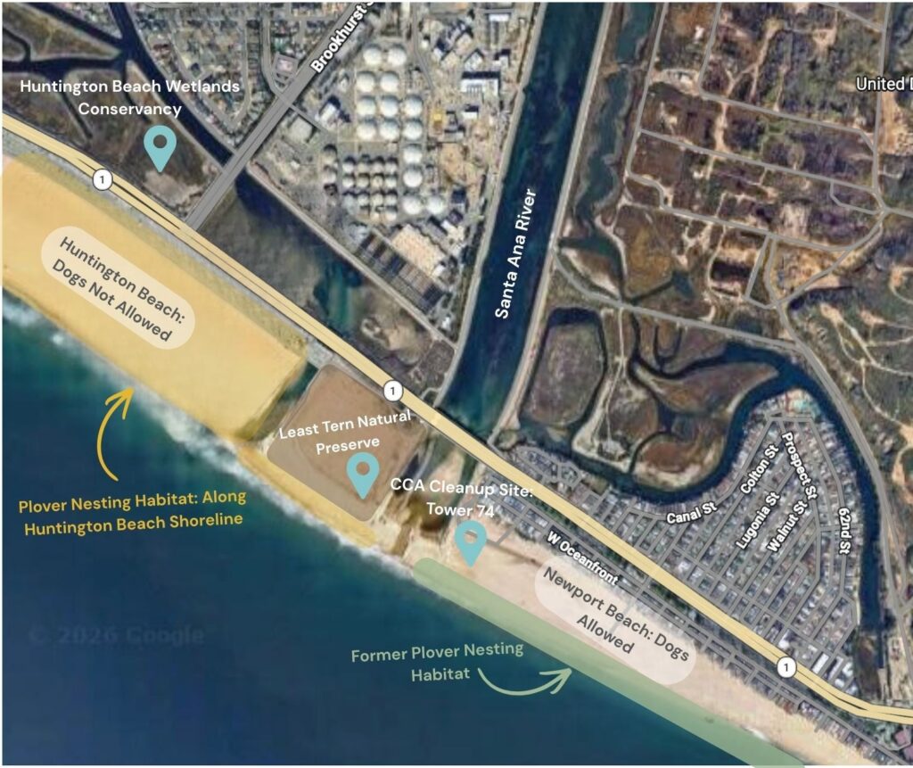 An annotated satellite map displaying the coastal area where the Santa Ana River meets the Pacific Ocean, straddling Huntington Beach and Newport Beach. Map pins highlight the Huntington Beach Wetlands Conservancy, the Least Tern Natural Preserve, and the "CCA Cleanup Site: Tower 74". Key text callouts note regulations and habitats: "Huntington Beach: Dogs Not Allowed", "Plover Nesting Habitat: Along Huntington Beach Shoreline", "Newport Beach: Dogs Allowed", and "Former Plover Nesting Habitat".
